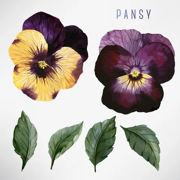 Acquerello Pansy e foglie — Vettoriale Stock