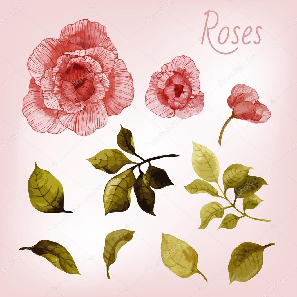 Watercolor rose buds card