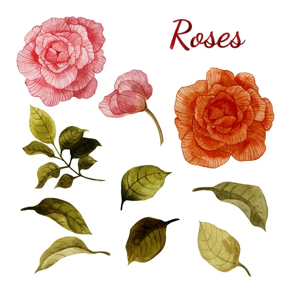 Acuarela Rosas y hojas — Foto de Stock