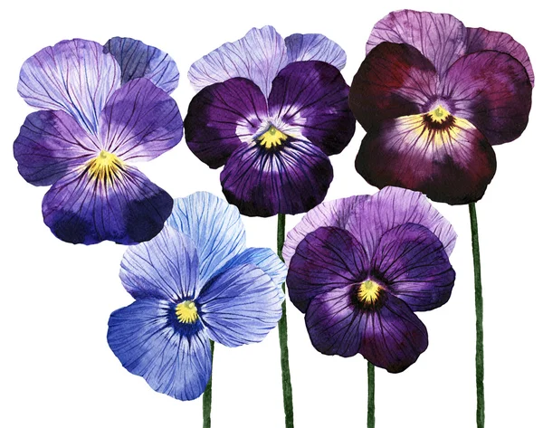 Cartão de saudação Aquarela Pansy — Fotografia de Stock