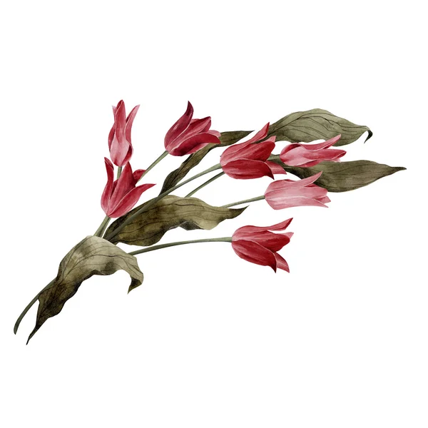 Tulipán és a levelek, akvarell — Stock Fotó