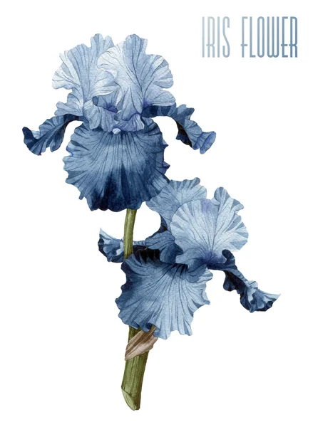 Iris suluboya davetiye — Stok fotoğraf