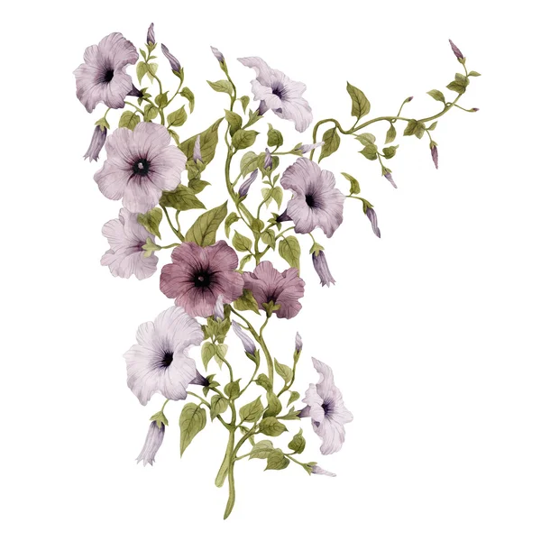 Aquarel Convolvulus en bladeren — Stockfoto