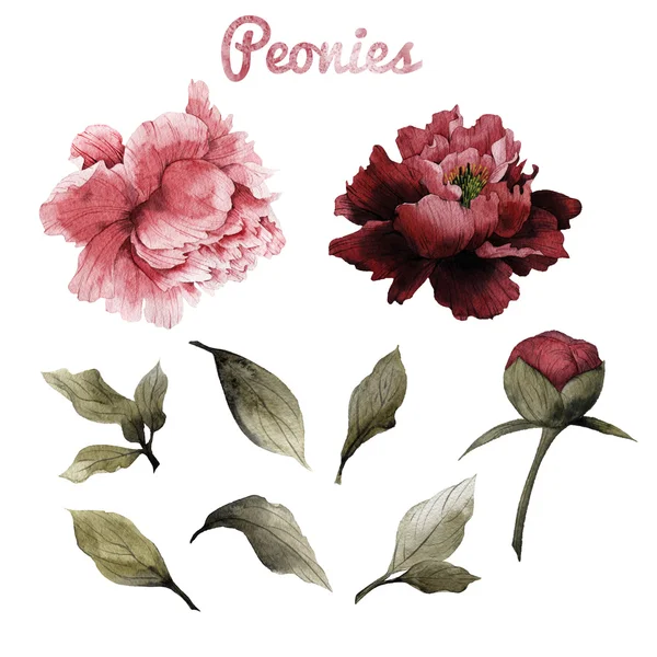 Aquarelle Pivoines et feuilles — Photo