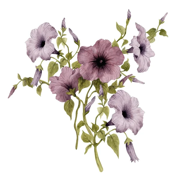 Watercolor Convolvulus e folhas — Fotografia de Stock