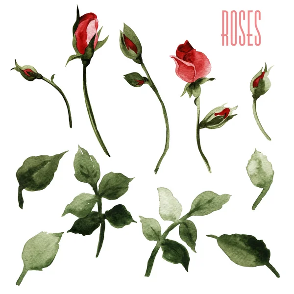Akvarell rózsa és levelek — Stock Fotó