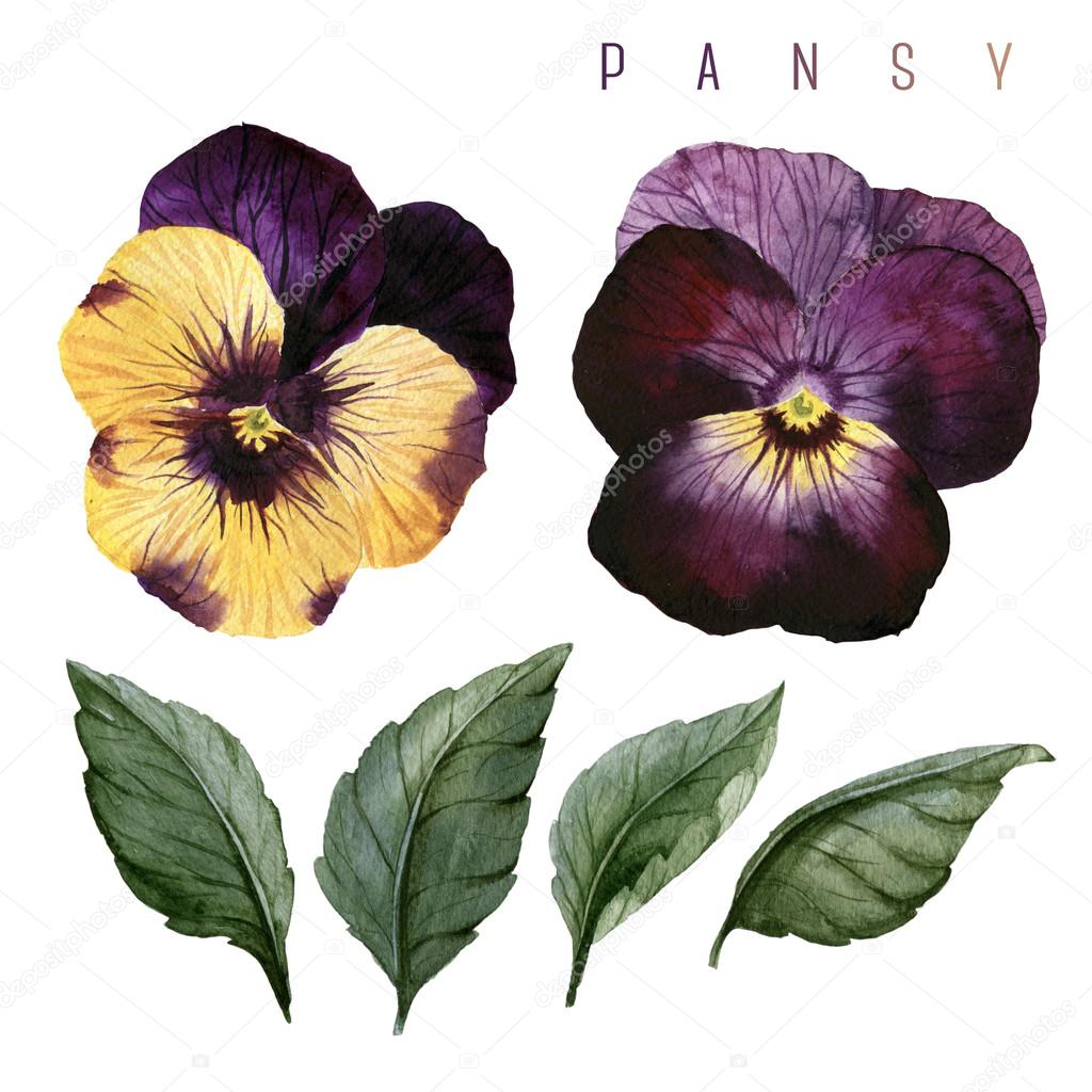 Watercolor Pansy and leaves