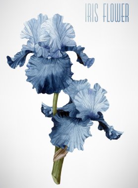 Suluboya Iris tebrik kartı