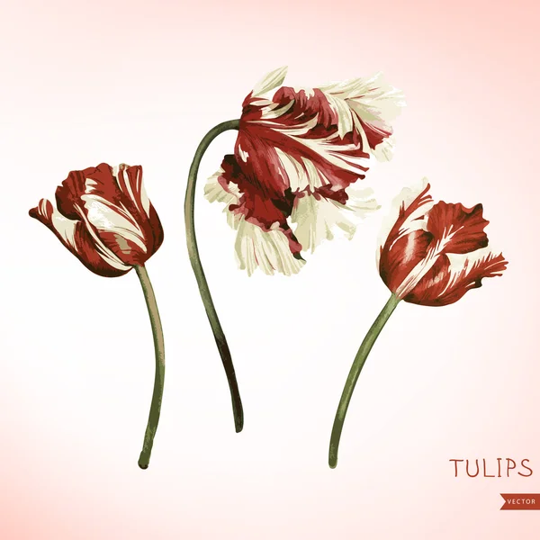 Tulipanes acuarela tarjeta de felicitación — Archivo Imágenes Vectoriales