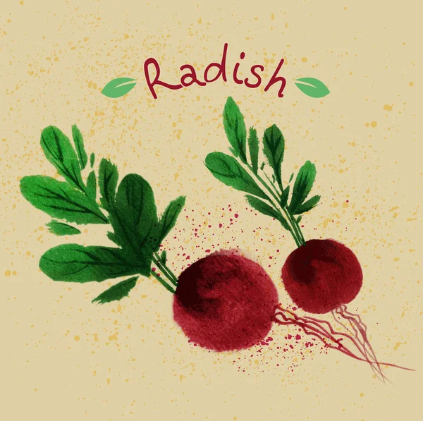 Hand drawn watercolor radish — Stock Vector