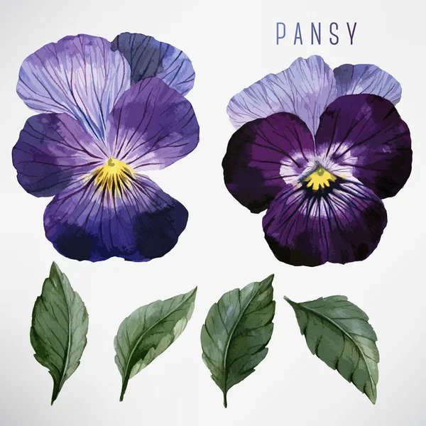 Acquerello Pansy e foglie — Vettoriale Stock