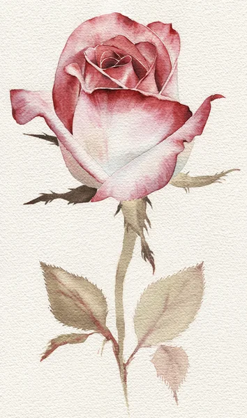 Roses et feuilles, aquarelle, peut être utilisé comme carte de voeux, invi — Photo