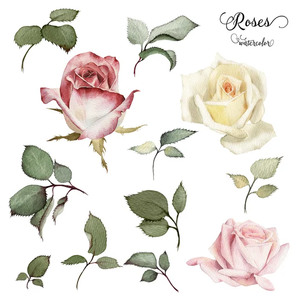 Rosas e folhas, aquarela, pode ser usado como cartão de saudação, invi — Fotografia de Stock