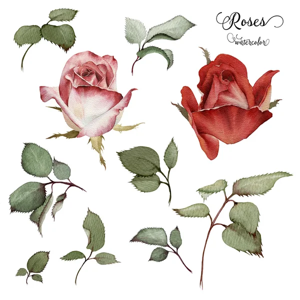 Roses and leaves, watercolor, can be used as greeting card, invi — ストック写真