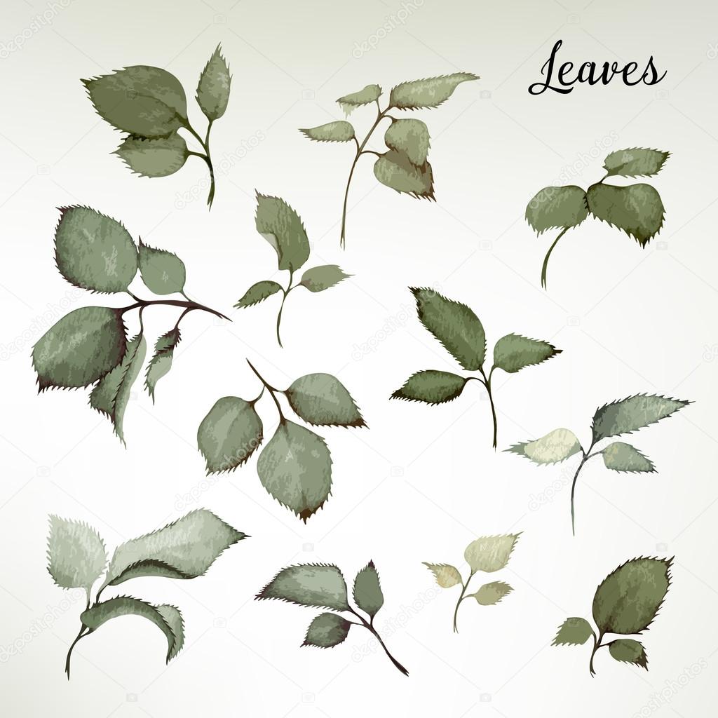 Leaves, watercolor, can be used as greeting card, invitation car