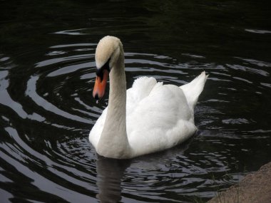   Siyah sudaki kırmızı gagalı beyaz bir Kuğu damlası.        
