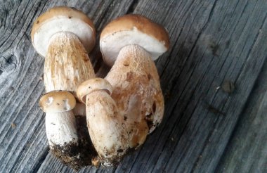 iki büyük ve iki küçük boletus açık bir günde gri tahta tahtalarda