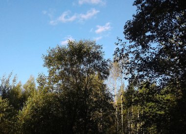 Açık bir günde yapraklı ağaçlar, çalıların ve ağaçların üzerindeki bulutlarla dolu mavi gökyüzü.