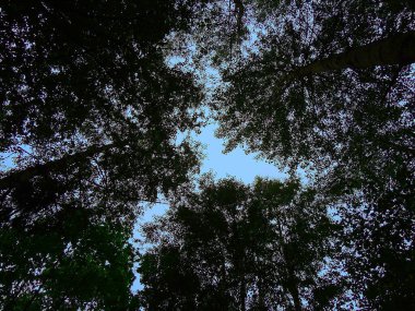   Yazın koruluktaki yüksek huş ağaçlarının tepelerinde soluk mavi gökyüzü       