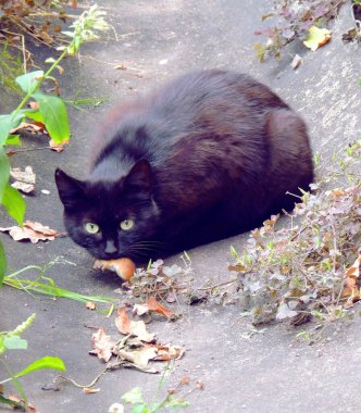  Yeşil gözlü, siyah-kırmızı bir kedi ve asfalttaki çimlerin arasında dişlerinde kırmızı bir fare.         