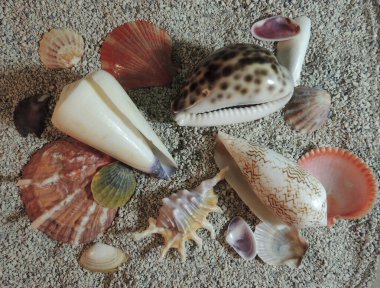 Farklı boyutlarda ve şekillerde birçok güzel renkli kabuklar kaba gri kumların üzerinde yatar.          