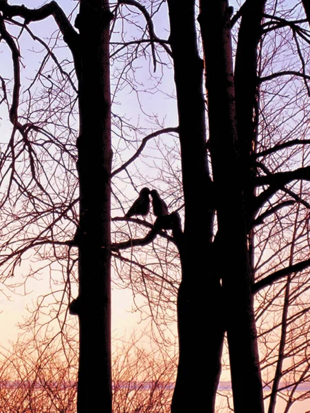 在黄昏黎明的背景下 两只乌鸦在树枝上亲吻的轮廓 — 图库照片