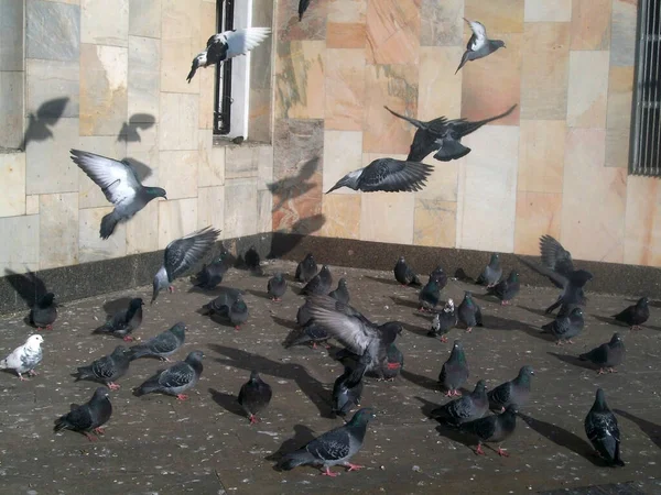 Muchas Palomas Ciudad Asfalto Contra Una Pared Mármol Rosa Volando —  Fotos de Stock