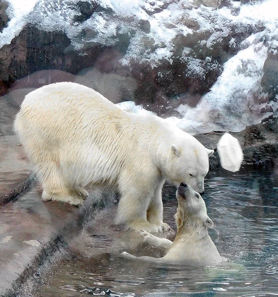 Polar Bear Mother Kisses Her Cub Which Reaches Out Her — Stock Photo, Image