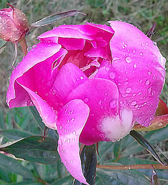 Beautiful Bright Pink Peony Garden Raindrops Background Green Grass — Stock Photo, Image