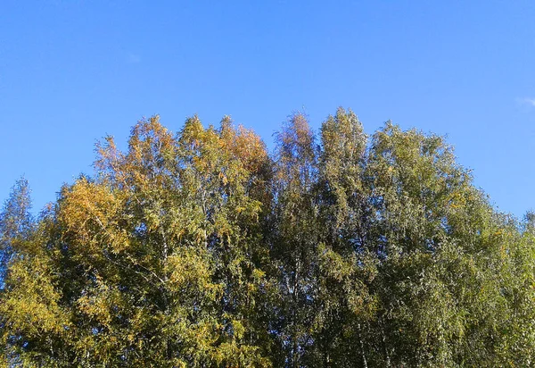 Céu Azul Claro Sobre Bosque Vidoeiro Início Outono — Fotografia de Stock