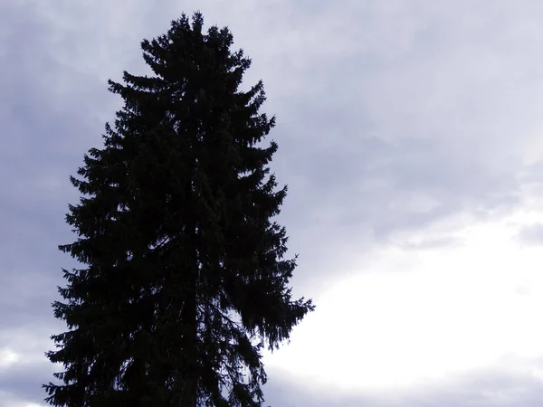 Одне Темне Високе Старе Ялинове Дерево Праворуч Від Похмурого Неба — стокове фото