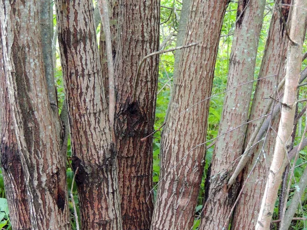 Kilka Pni Drzew Rosnących Jednego Korzenia Tle Jasnozielonej Trawy — Zdjęcie stockowe