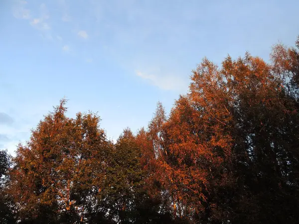 Jesienny Gaj Pomarańczowymi Żółtymi Czerwonymi Liśćmi Przeciwko Błękitnemu Niebu Chłodny — Zdjęcie stockowe