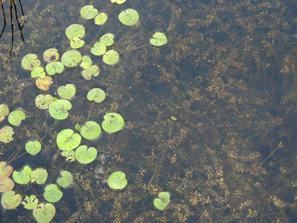 Underwater plants in the pond under water, green leaves of water lilies on the water in summer