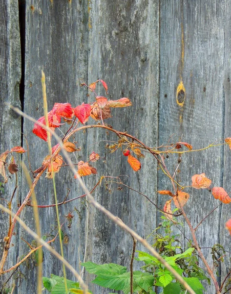 Branche Rouge Framboise Bush Sur Fond Mur Bois Gris Herbe — Photo