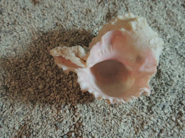 一个漂亮的白色粉色球壳躺在灰色的大沙滩上 — 图库照片