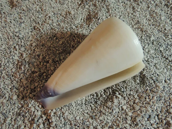 Beautiful White Cream Elongated Shell Horns Lies Coarse Gray Sand — Stock Photo, Image