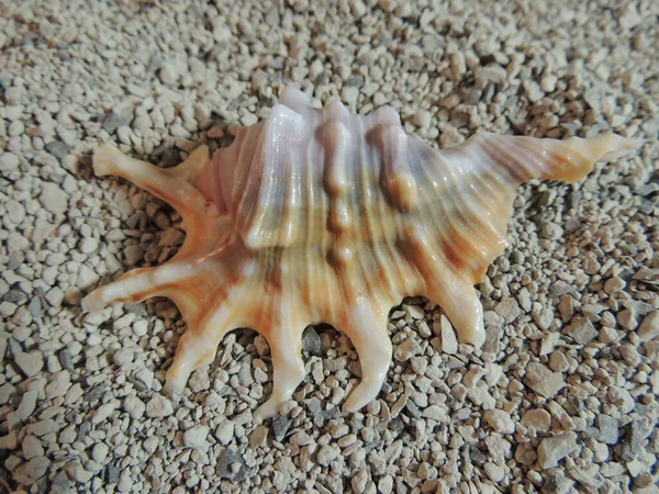 Una Bella Conchiglia Bianco Arancio Lilla Con Corna Giace Una — Foto Stock