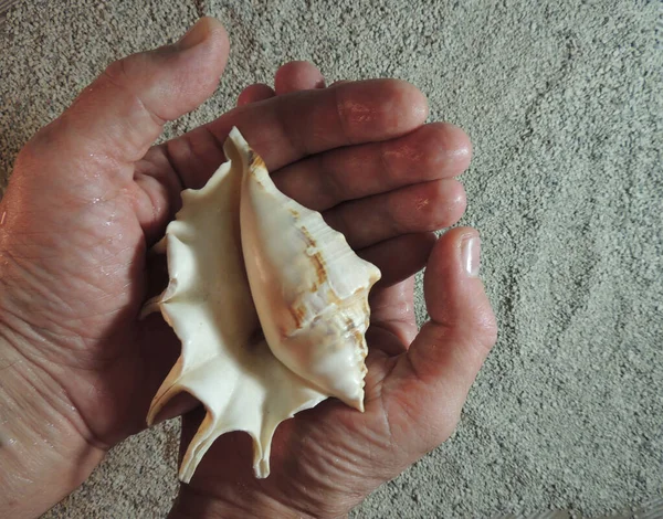 Une Belle Coquille Rose Blanche Avec Des Cornes Dans Les — Photo