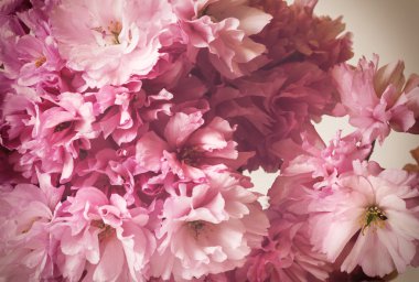 Pembe çiçekler closeup - çiçek arka plan