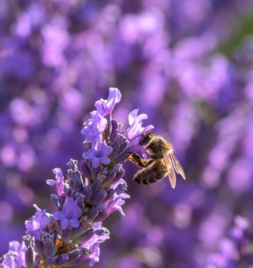 Makro görüntü lavanta çiçeği ve bir arı