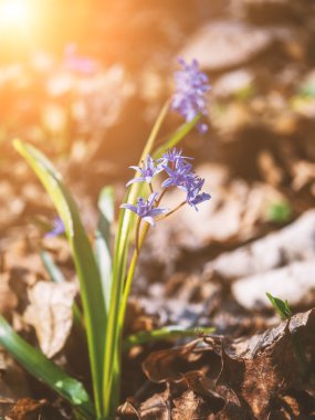 Sunshine - sahip mavi çiçek bluebell