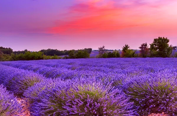 Pôr do sol sobre o campo de lavanda na Provença — Fotografia de Stock