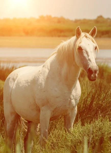 Fehér ló, wildlife — Stock Fotó