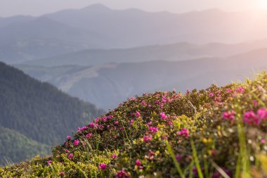 Güneşli dağ ridge arka plan üzerinde pembe ormangülü çiçek