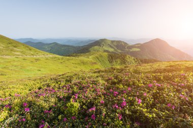 Yaz dağ ridge manzara çiçeklenme ile pembe çiçek