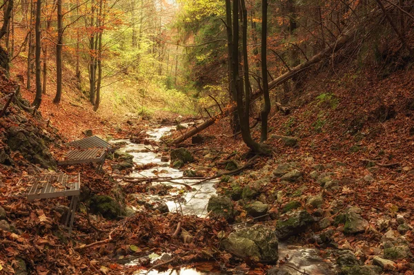 Autumn wild forest in nature reserve — Stock Photo, Image