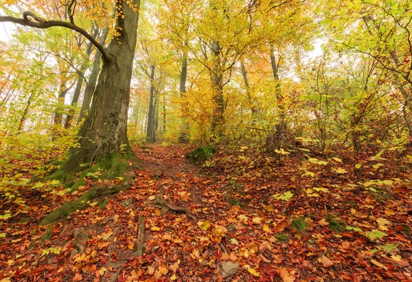 Herbst-Buchenwald — Stockfoto