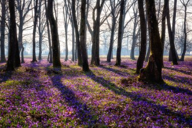 Şaşırtıcı doğa manzarası, güneşli çiçek açan orman. Avrupa 'da ilkbaharın başlarında, yabani menekşe örgü ya da safran çiçeklerinden oluşan bir halı.