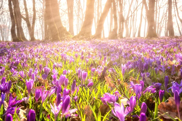 Fantastiskt Naturlandskap Dimmig Och Solig Blommande Skog Med Matta Viol — Stockfoto